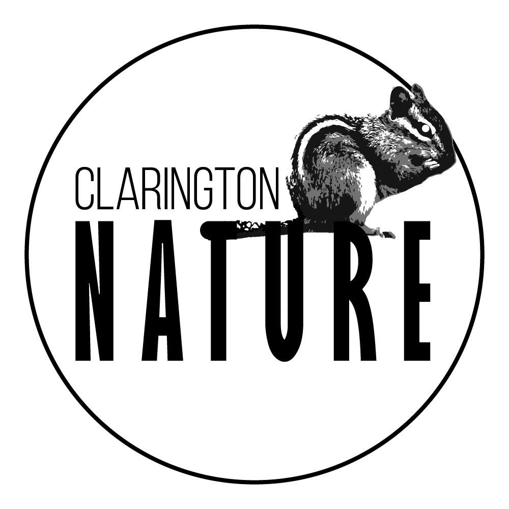 a logo for Clarington Nature with a chipmunk